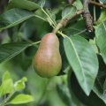 IMG_2037182