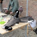IMG_2037338