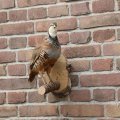 IMG_2037393