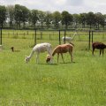 IMG_2037420