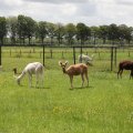 IMG_2037422