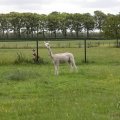 IMG_2037425