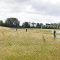 IMG_2037434